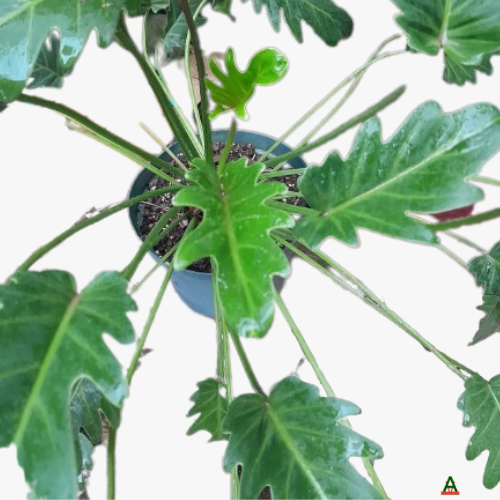 Philodendron