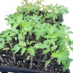 Tomato Seedlings