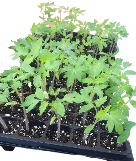 Tomato Seedlings