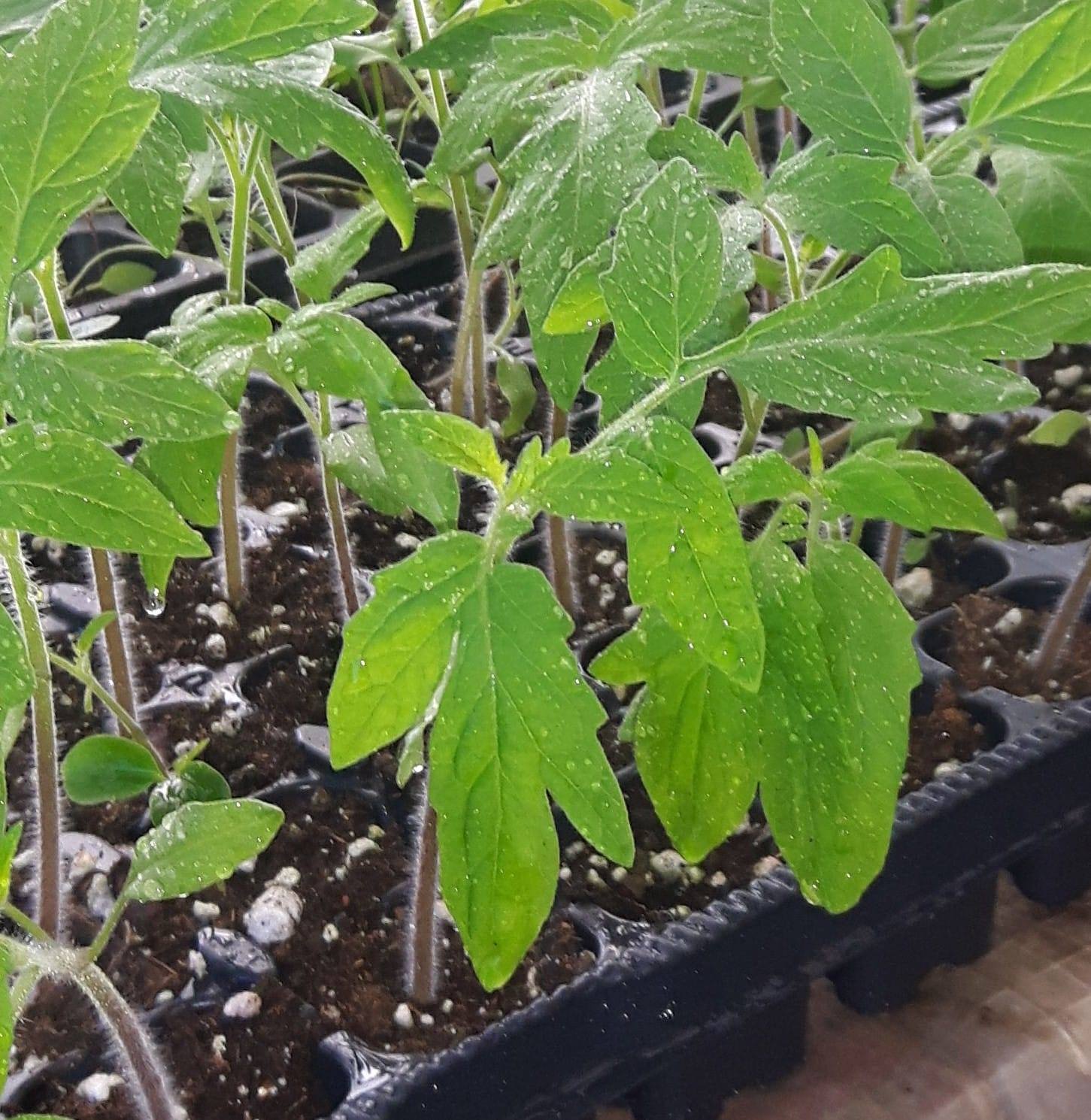 Registe Seedlings