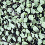 Purple Cabbage Seedlings